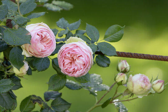 Rosier Pierre de Ronsard	