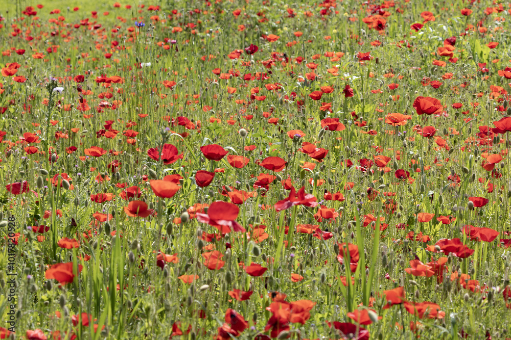 Wall mural coquelicots dans une jachère fleurie