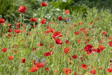  Coquelicots dans une jachère fleurie