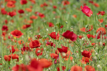  Coquelicots dans une jachère fleurie