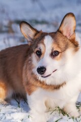Small Pembroke Welsh Corgi puppy walks in the snow on a sunny winter day. Happy little dog. Concept of care, animal life, health, show, dog breed