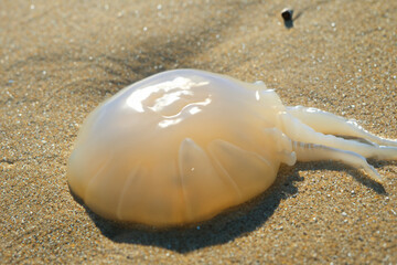 Jellyfish sand beach in sea. nature ocean water concept. colorful jellyfish lies on the sand on the beach. colorful jellyfish lies on the sand on the lifestyle beach.