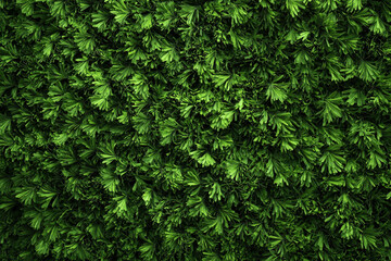 Close-up of fresh green parsley leaves densely packed creating a natural green foliage background.