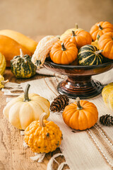 Still life with assorted pumpkins on kitchen table for Thanksgiving and Halloween