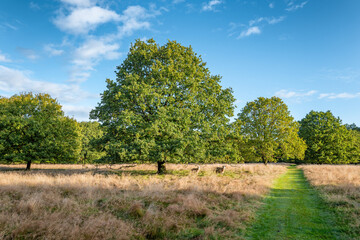 Behind Small Danish lake Rorbaek with green sourroundings in Denmark