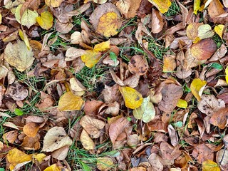 wet autumn leaves on asphalt cold and gloomy background texture