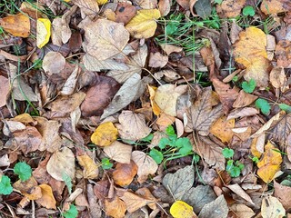 wet autumn leaves on asphalt cold and gloomy background texture
