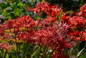 曼珠沙華(彼岸花)リコリス