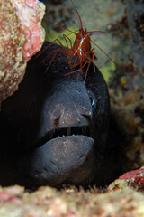 Shrimp cleans the moray eel's mouth. A moray eel gets its mouth cleaned by a cleaner shrimp underwater on a coral reef. Mediterranean moray eel. It is also known as Saint Helena Moray. Çanakkale 