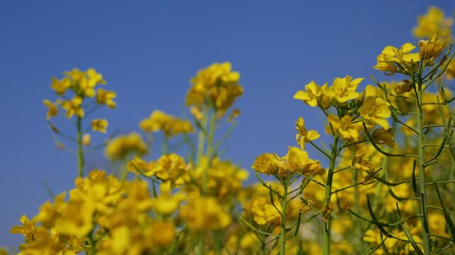 Focus shift on yellow mustard flowers with seeds and stem.