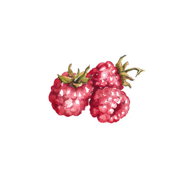 Aquarell von drei Himbeeren handgezeichnet
