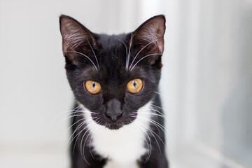 An adorable and cute black and white cat showcasing strikingly beautiful yellow eyes