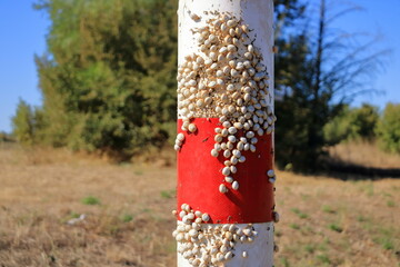 White Garden Snails Theba pisana on a traffic sign. Provence, Southern France, Europe