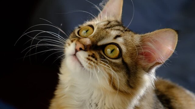 Yawns young cat. Looking up, curious funny tabby kitten. Dark background