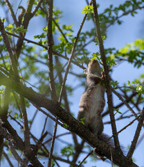 Fototapeta premium 木に登るニホンリス