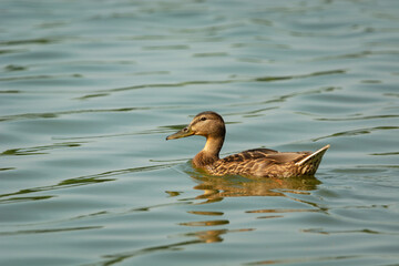 Mallard duck in the water, Stankow, Poland