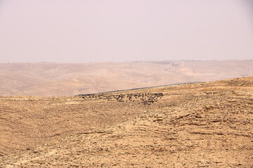 A herd of goats in Jordan desert