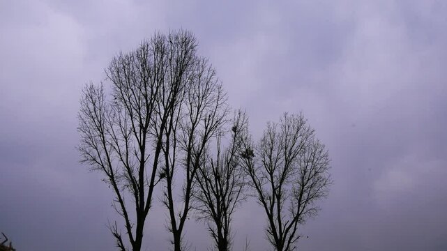 Tall leafless trees or deciduous trees in cloudy and gloomy weather in the background.