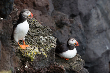 Fototapeta premium Two puffins perched on volcanic rocks in Iceland