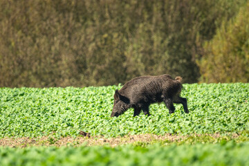 A wild boar eating crops in a field, eastern Poland