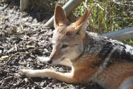 Black backed jackal