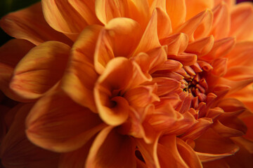 Dahlia colorful flower blossom in nature. Delicate peach dahlia blossom, tslose-up, macro photos, colorful petals. Close up of a  dahlia. Side view. Banner. Wallpaper backdrop. 