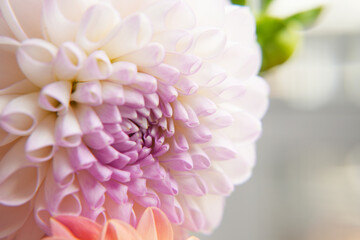 Macro shot of a blooming pink dahlia.wers. Colorful dahlia garden flowers. Blossoming dalias bloom. Side view. Space for text. Banner. Wallpaper backdrop.  