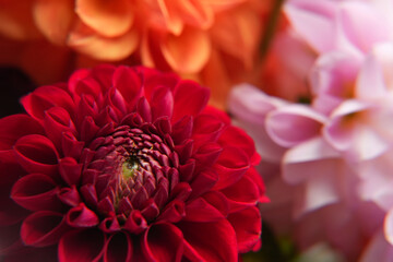 Macrophotograph captures the delicate on the vibrant petals of a dahlia flower. Selective soft focus. Side view. 