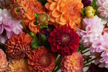 Different pink, orange and white dahlia flowers. Colorful dahlia garden flowers. Blossoming dalias bloom. Side view. Banner. Wallpaper backdrop. 