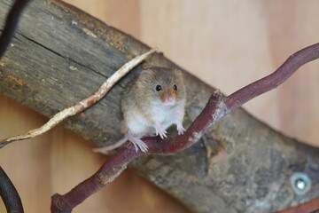 Eurasian harvest mouse