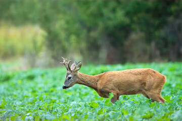 A roe deer walking through a field, Zarzecze, Poland