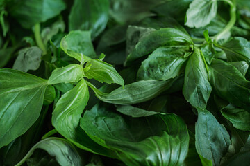 Green fresh basil. Texture of basil. Natural vegetation background.