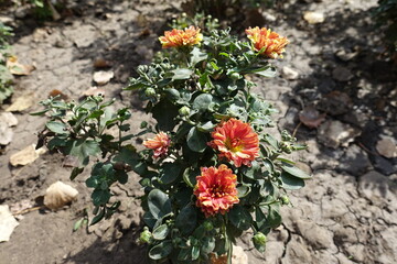 Closed buds and pinkish orange flowers of Chrysanthemum in mid September
