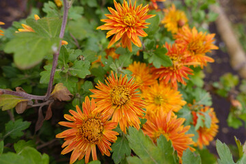 Close up of vibrant orange flowers of Chrysanthemum in November