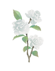 Obraz premium single white rose