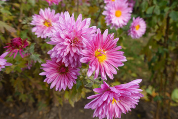 Obraz premium Close up of pink flowers of Chrysanthemums in November