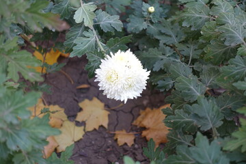 Bunch of white flowers of Chrysanthemum in mid October