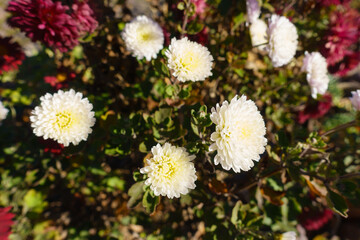 Close view of cream white flowers of Chrysanthemum in mid November