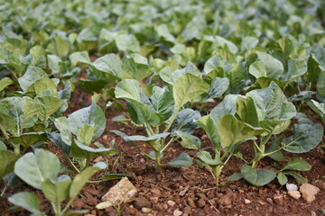 Growing Chinese kale vegetable or Chinese Broccoli Plants (Brassica oleracea var. alboglabra). They are green crop that grows on on the ground.