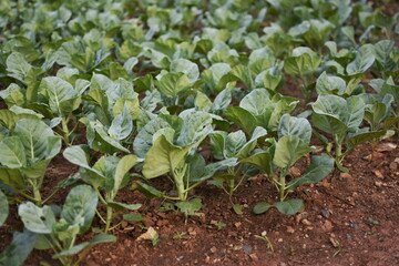 Growing Chinese kale vegetable or Chinese Broccoli Plants (Brassica oleracea var. alboglabra). They are green crop that grows on on the ground.
