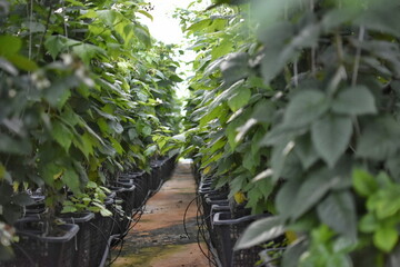 Planting raspberry plants in a greenhouse