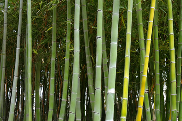 Fototapeta premium Bamboo trees in the tropics in nature. Green plant concept. Close up of a bamboo tree in tropical rainforest. Close up of a tree and bamboo in lifestyle tropical tropics.