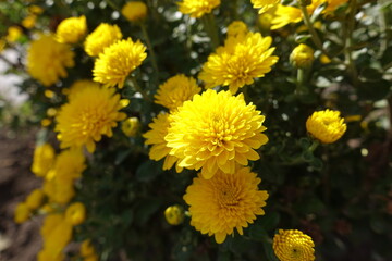 Polymerous gold yellow flowers of Chrysanthemums in October