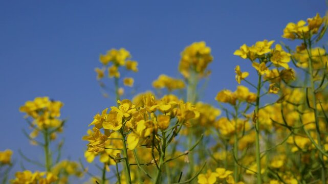 Wind blowing on yellow mustard flowers with seeds and stem.