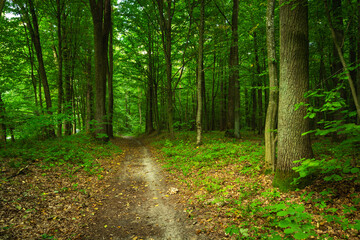 A path through a green deciduous forest, eastern Poland