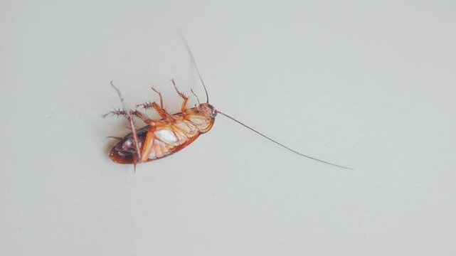 A dying cockroach almost died because it was sprayed with insect repellent