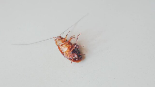 A dying cockroach almost died because it was sprayed with insect repellent