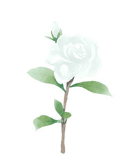 Obraz premium single white rose