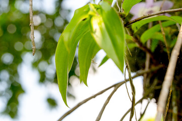 Nature of green leaf in garden at summer. Natural green leaves plants using as spring background 