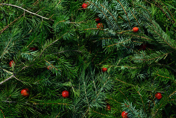 Winter background arrangement with Christmas tree branches. Minimal nature composition.